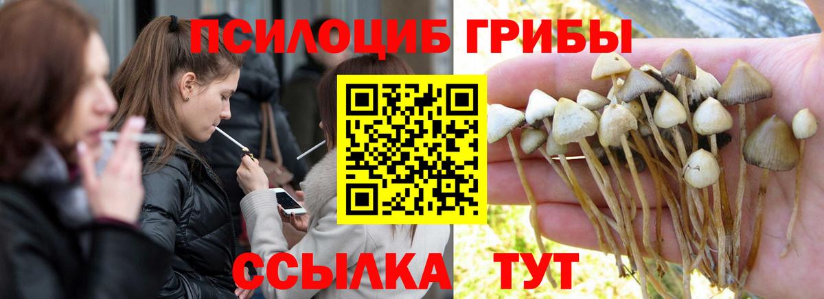 Псилоцибиновые грибы Psilocybe Грозный